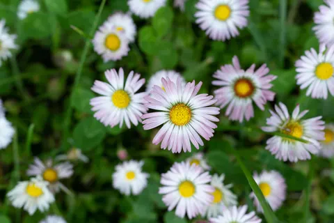 雛菊花田 4K桌布 · flowers · 3840×2561