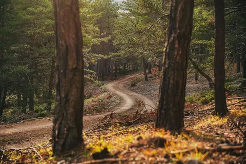 Fondo de pantalla Bosque de otoño 4K · nature · 3840×2560