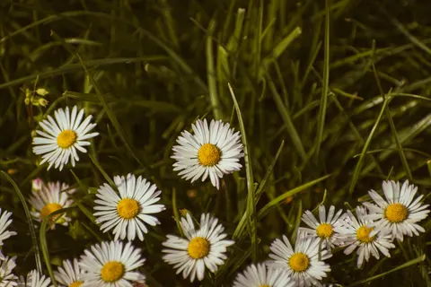 雛菊花田 4K桌布 · flowers · 3840×2560