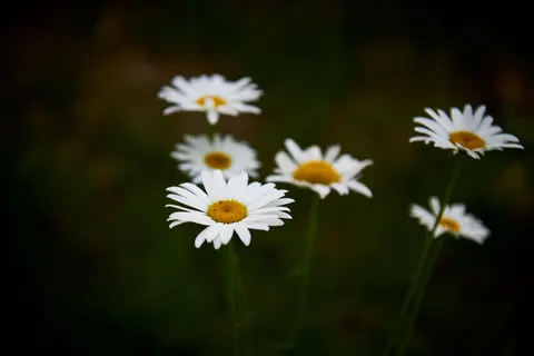 雛菊花田 4K桌布 · flowers · 3840×2560
