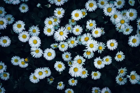 雛菊花田 4K桌布 · flowers · 3840×2560