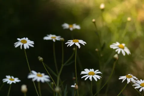 雛菊花田 4K桌布 · flowers · 3840×2560