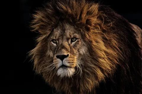 Fond d'écran Lion 4K · animals · 3840×2560