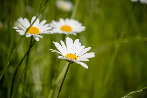 雛菊花田 4K桌布 · flowers · 3840×2560