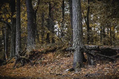 秋日森林 4K壁纸 · nature · 3840×2560