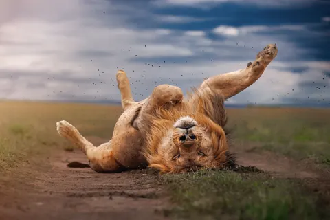 Lion 4K Wallpaper · animals · 3840×2561