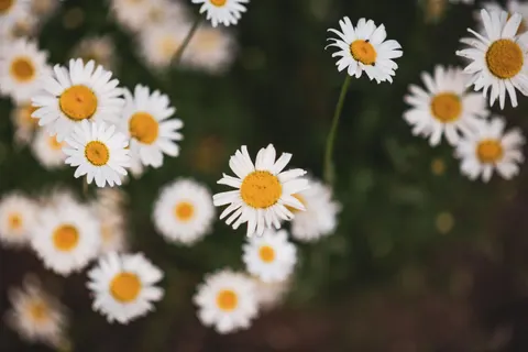 雛菊花田 4K桌布 · flowers · 3840×2560