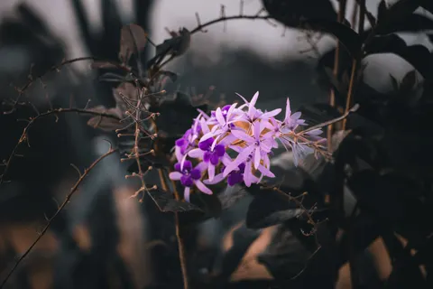 Wallpaper Wisteria 4K · flowers · 3840×2560