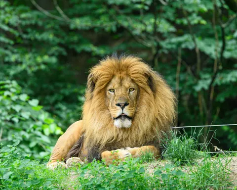 Fondo de pantalla León 4K · animals · 3840×3072