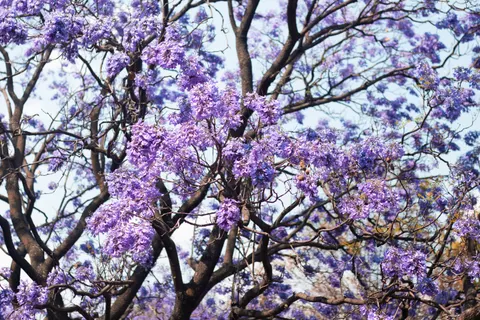 Wisteria 4K Wallpaper · flowers · 3840×2560