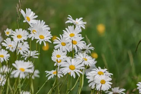 雛菊花田 4K桌布 · flowers · 3840×2560