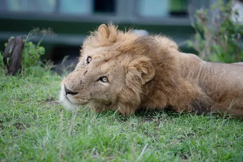 Löwe 4K Hintergrundbild · animals · 3840×2560