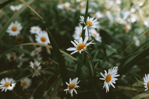 Wallpaper Ladang Bunga Aster 4K · flowers · 3840×2560