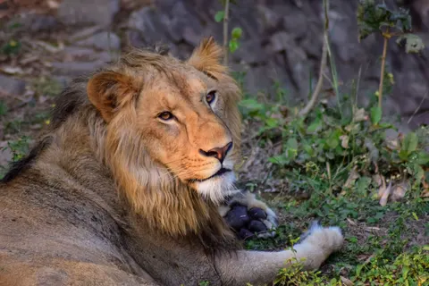 Lion 4K Wallpaper · animals · 3840×2560