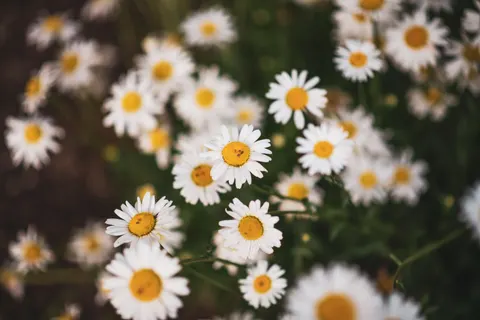 雛菊花田 4K桌布 · flowers · 3840×2560
