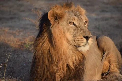 Lion 4K Wallpaper · animals · 3840×2560