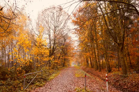 Herbstwald 4K Hintergrundbild · nature · 3840×2560