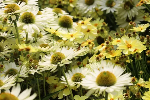 雛菊花田 4K桌布 · flowers · 3840×2560