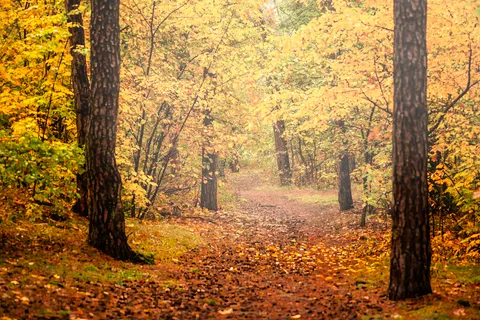 가을 숲 4K 배경화면 · nature · 3840×2560