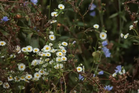 雛菊花田 4K桌布 · flowers · 3840×2560