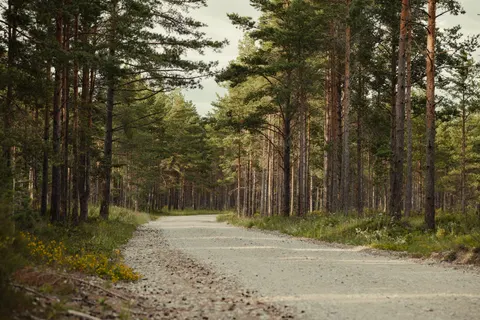 Herbstwald 4K Hintergrundbild · nature · 3840×2560