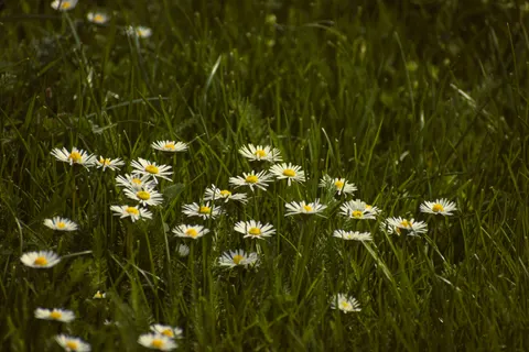 Wallpaper Ladang Bunga Aster 4K · flowers · 3840×2560