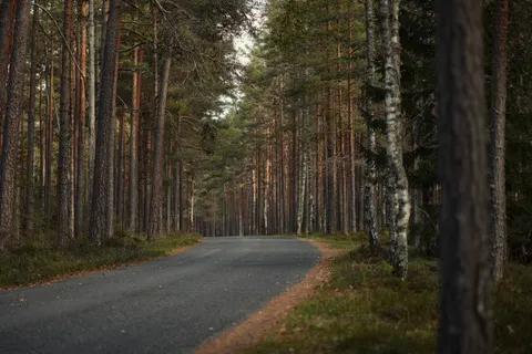 Herbstwald 4K Hintergrundbild · nature · 3840×2560