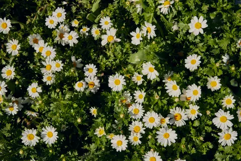 雛菊花田 4K桌布 · flowers · 3840×2560