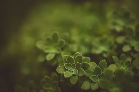 Wallpaper Sukulen 4K · flowers · 3840×2560