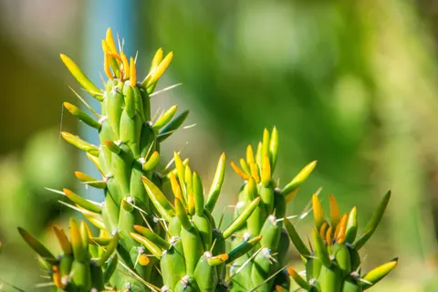多肉植物 4K桌布 · flowers · 3840×2560