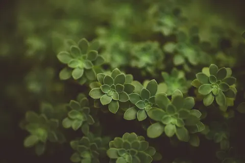 Tapeta Sukulenty 4K · flowers · 3840×2560