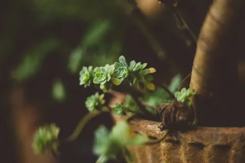 Wallpaper Sukulen 4K · flowers · 3840×2560