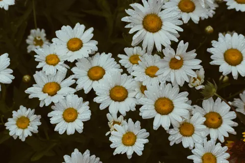 雛菊花田 4K桌布 · flowers · 3840×2560