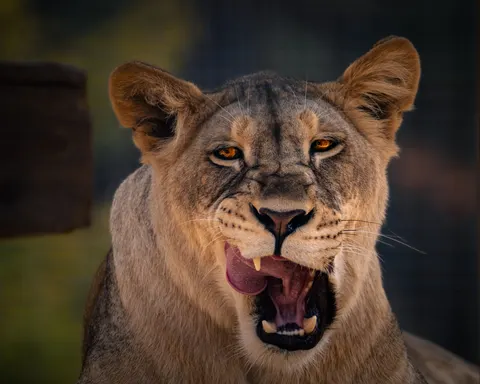 Lion 4K Wallpaper · animals · 3840×3072