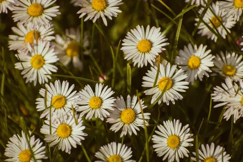 雛菊花田 4K桌布 · flowers · 3840×2560