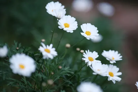 雛菊花田 4K桌布 · flowers · 3840×2560