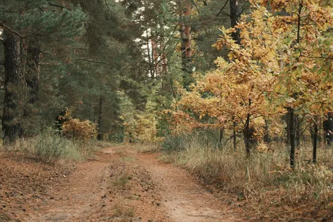 Herbstwald 4K Hintergrundbild · nature · 3840×2560