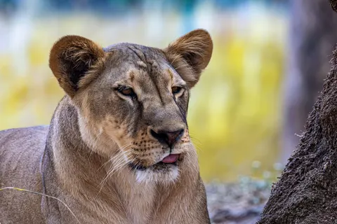 Fondo de pantalla León 4K · animals · 3840×2560