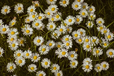 雛菊花田 4K桌布 · flowers · 3840×2560
