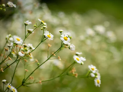 雛菊花田 4K桌布 · flowers · 3840×2880