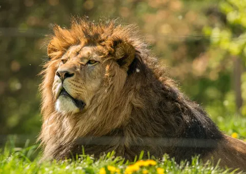 Fondo de pantalla León 4K · animals · 3840×2724