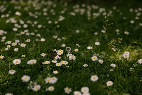 雛菊花田 4K桌布 · flowers · 3840×2560