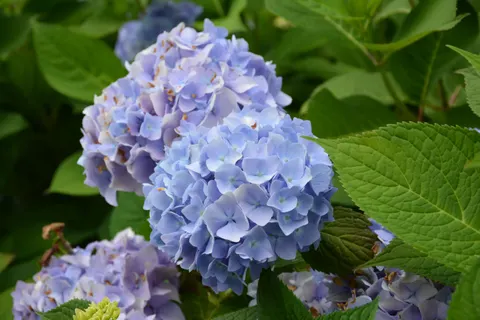 Wallpaper Bunga Hydrangea 4K · flowers · 3840×2560