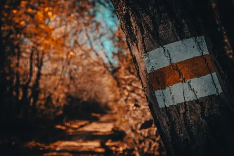 가을 숲 4K 배경화면 · nature · 3840×2560