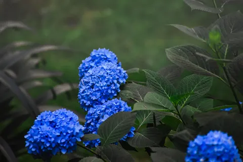 Wallpaper Bunga Hydrangea 4K · flowers · 3840×2560