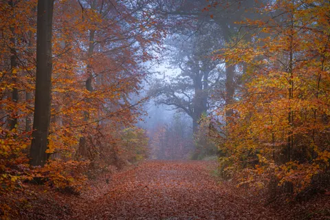 Fondo de pantalla Bosque de otoño 4K · nature · 3840×2560