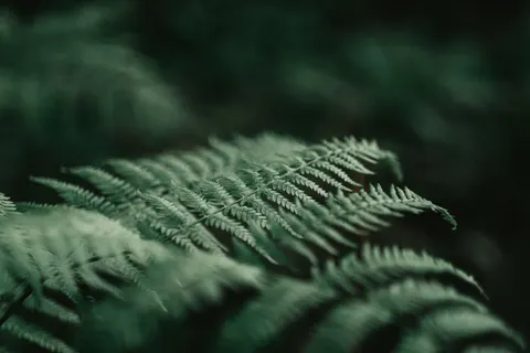 Fern Leaf 4K Wallpaper · flowers · 3840×2560