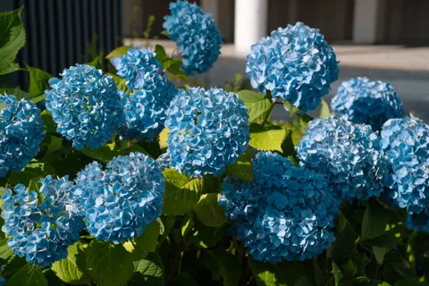 Hydrangea 4K Wallpaper · flowers · 3840×2560
