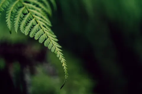 Fern Leaf 4K Wallpaper · flowers · 3840×2560