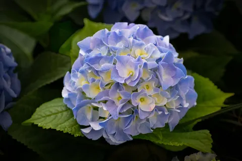 Hydrangea 4K Wallpaper · flowers · 3840×2560